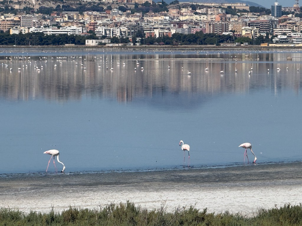 Cagliari – Flamingos and&nbsp;Swimming