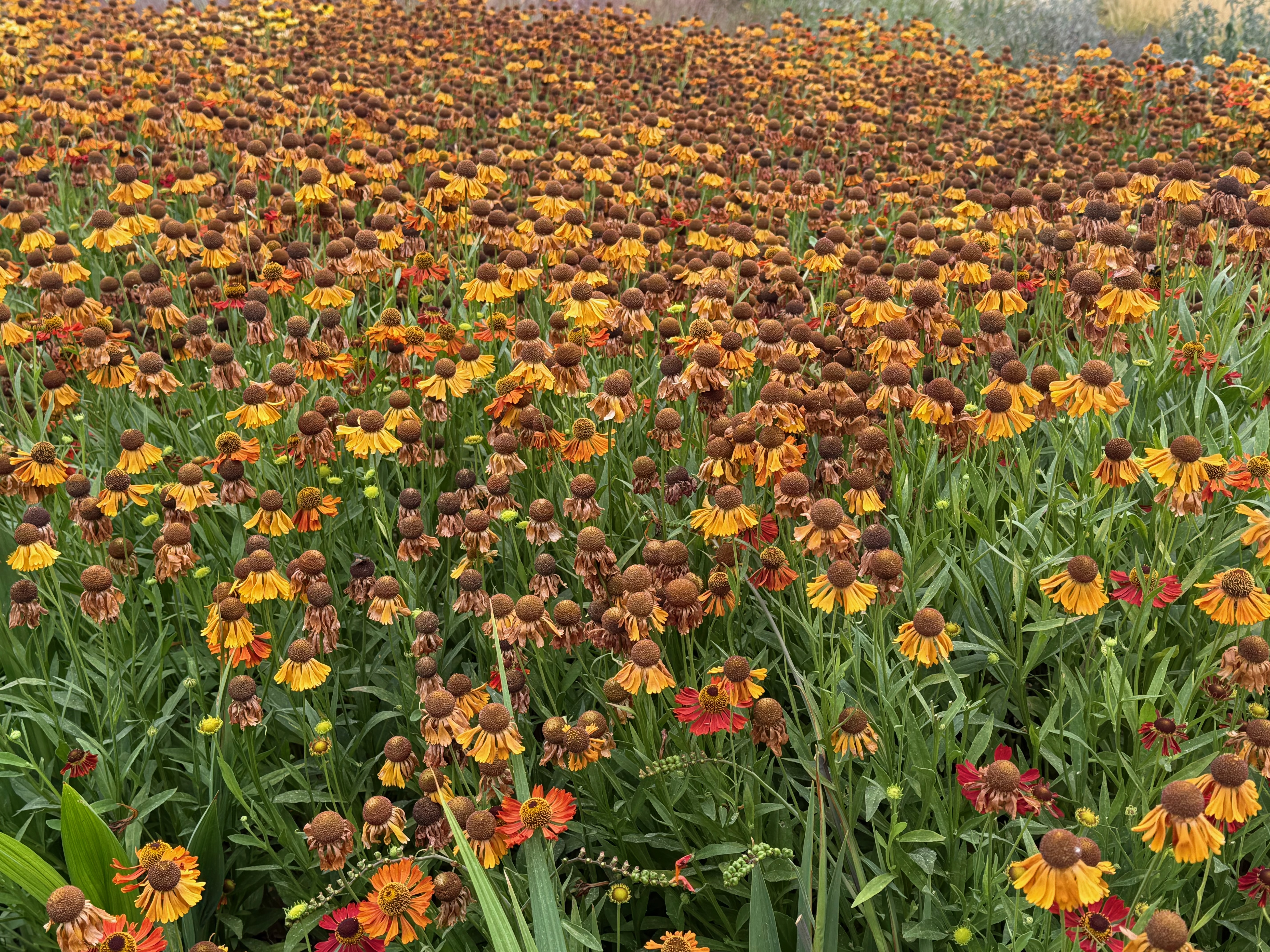 Kew Gardens