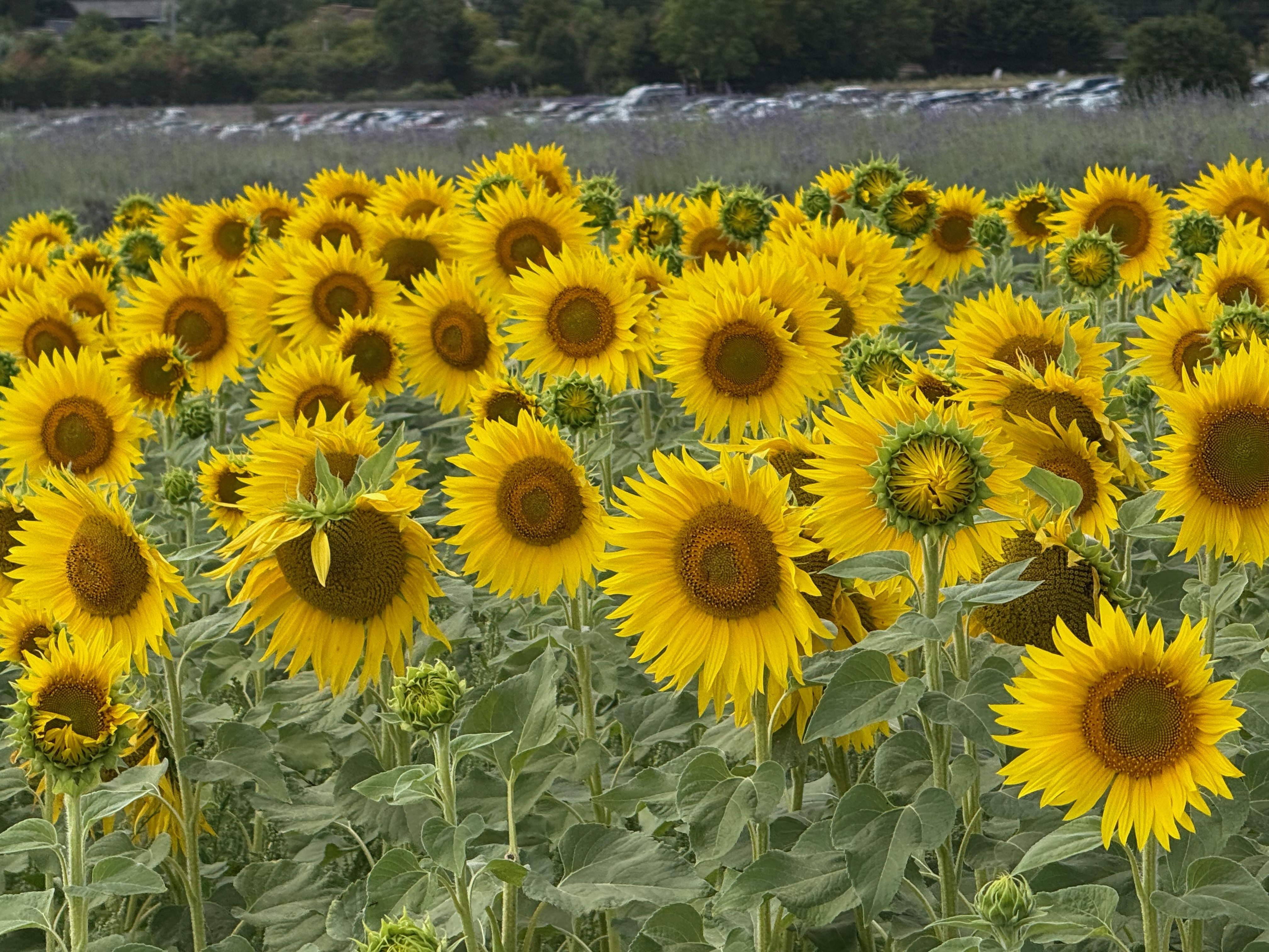 Sunflower and Lavender&nbsp;farm